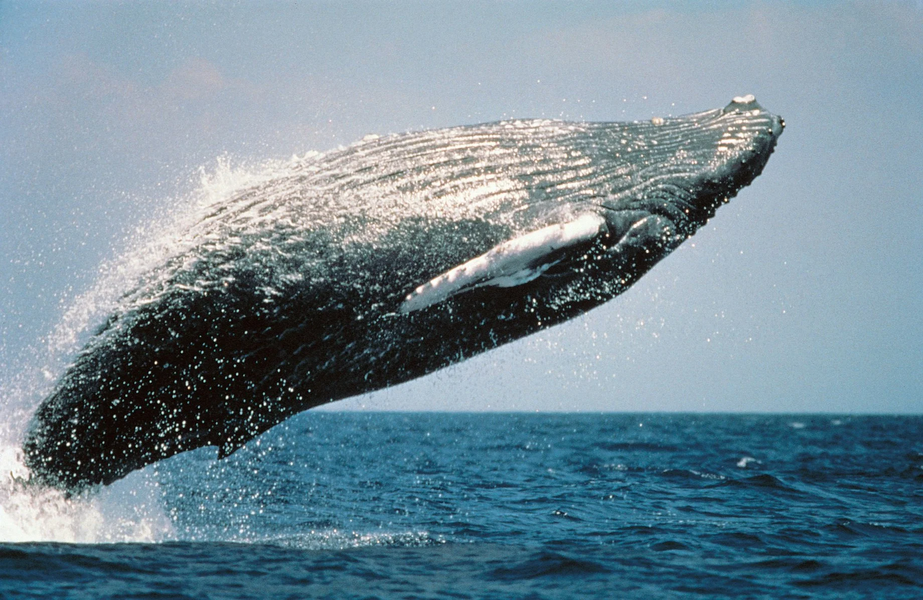 Ocean Personhood Progress: A-LAW and marianthi baklava Advocate for Change