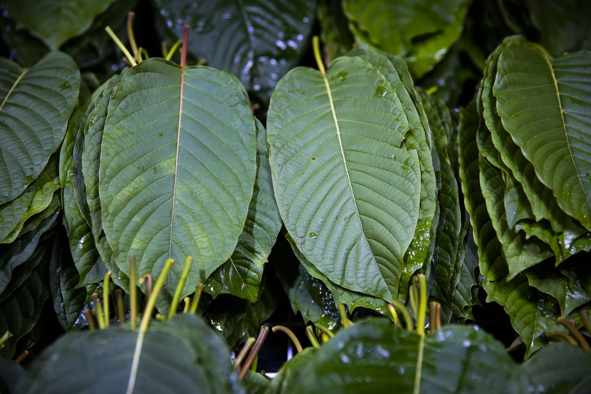 Kratom Tea Shop Chiang Mai: Your Go-To Herbal Retreat