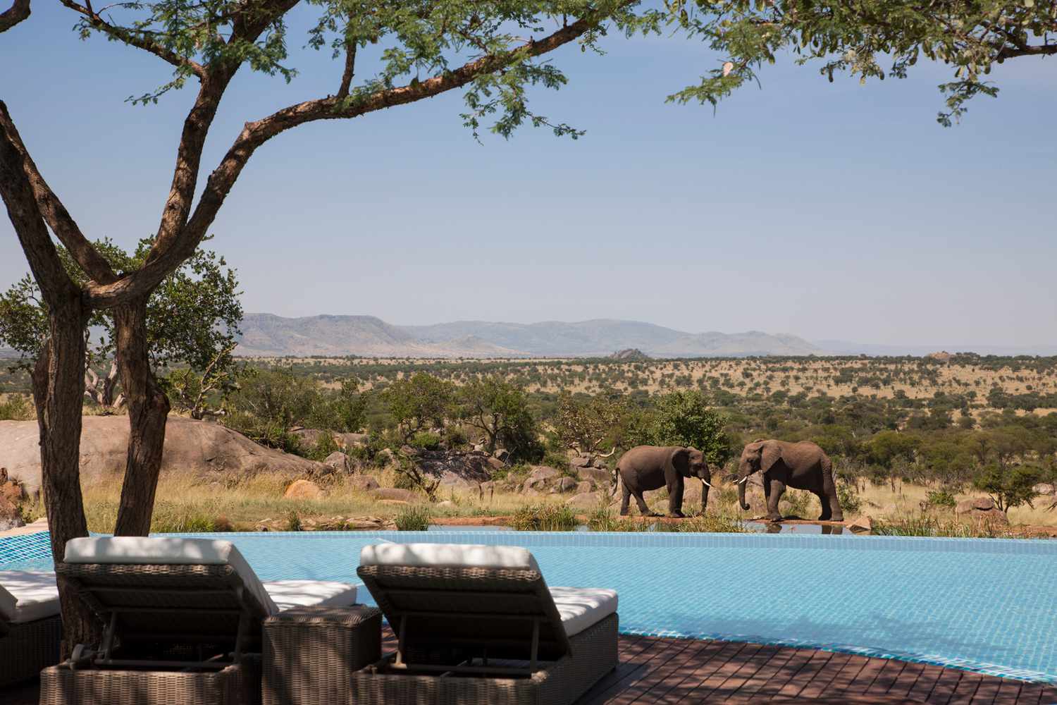 Explore Africa’s Wild Beauty on a Luxury African Safari