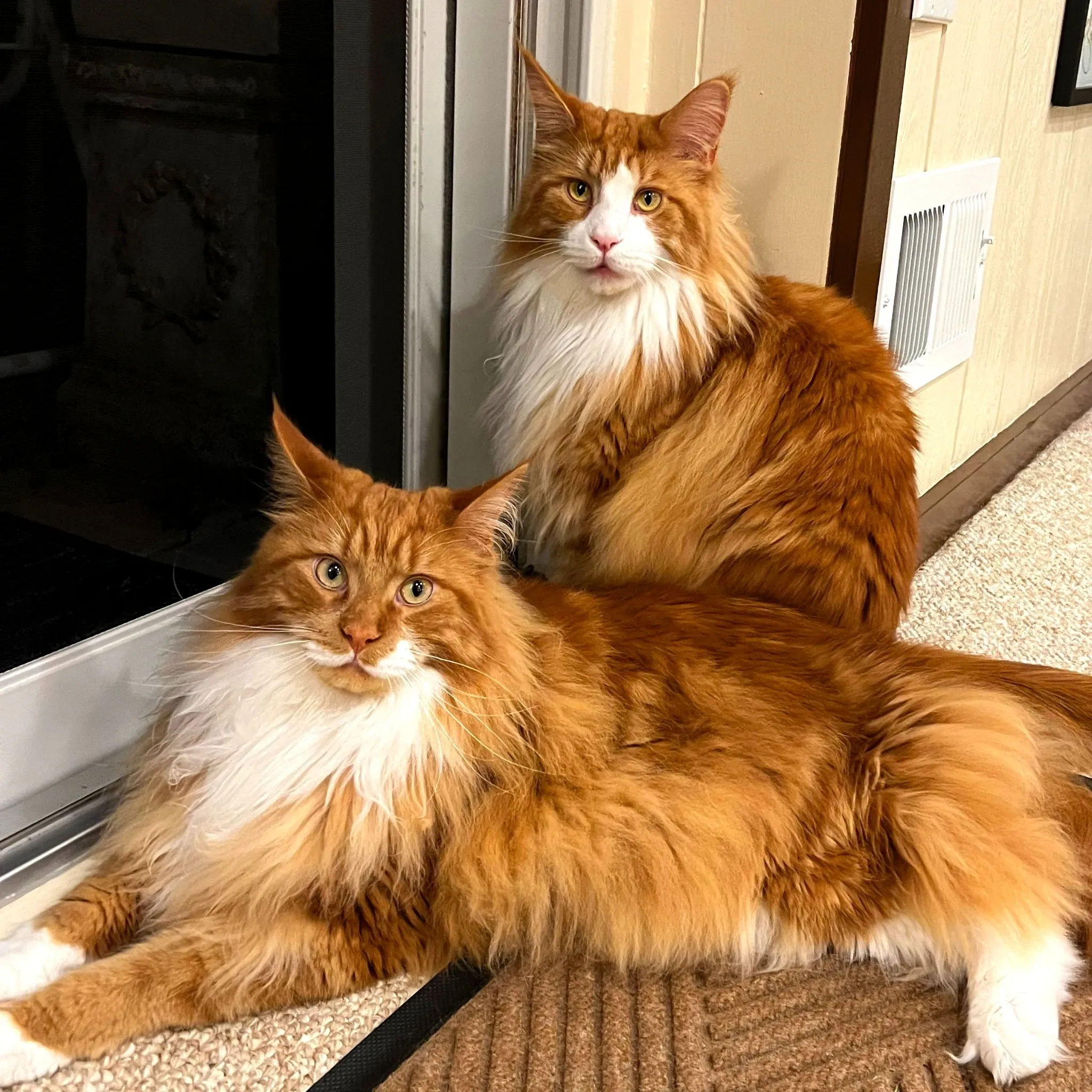 Maine Coon Kittens Sacramento – Raised with Love and Care
