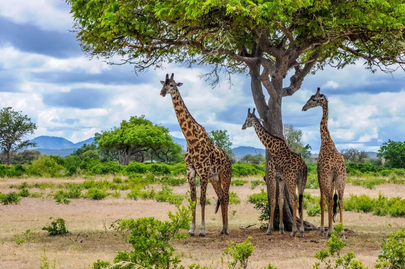 Mikumi National Park Tanzania Safari Adventures for Every Budget