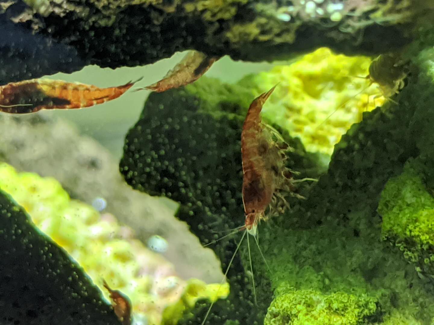 Buy Opae Ula for Easy, Low-Maintenance Aquariums