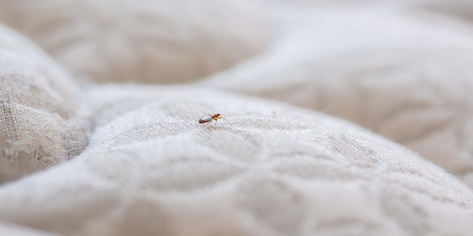 Mattress Cleaning Dubai – Remove Bacteria and Allergens