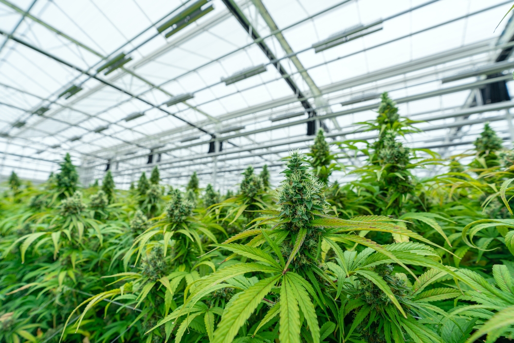White Weed | Quality Information Provided by Clubs Cannabis Madrid