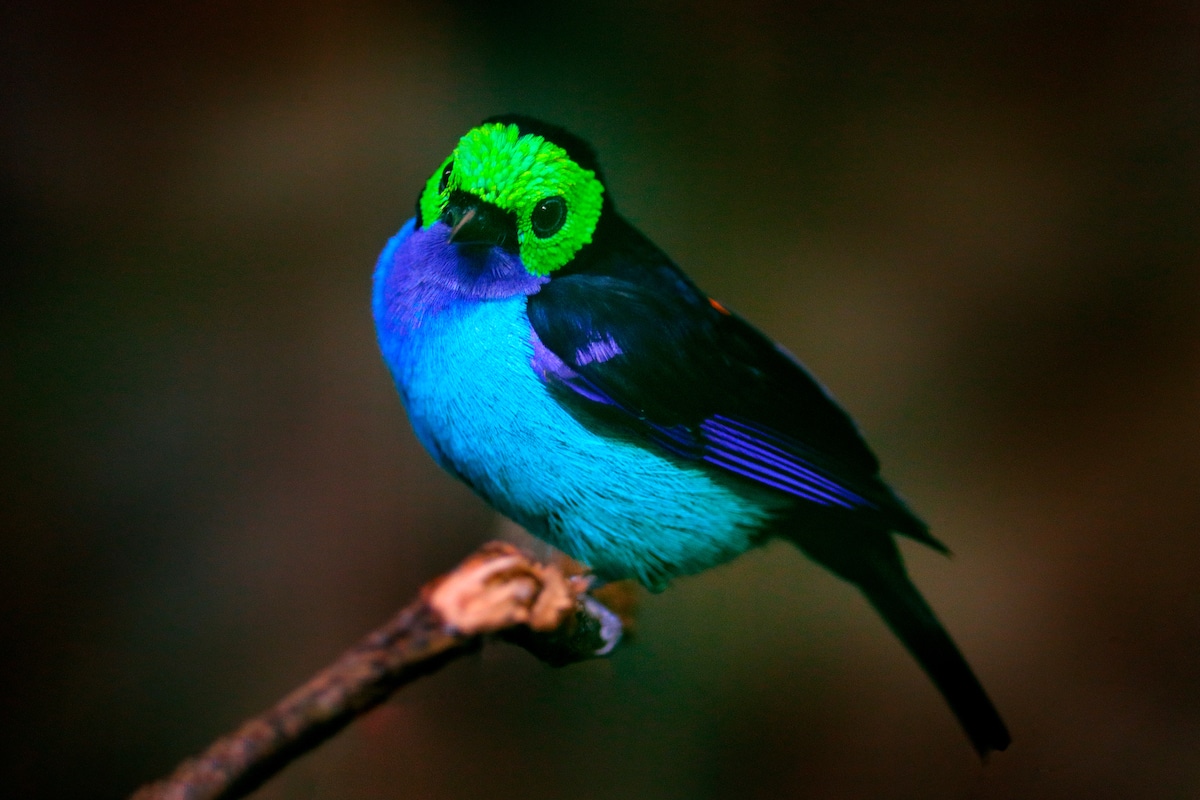 Parrots for Sale – Quality Assurance at Amazing Birds Farm