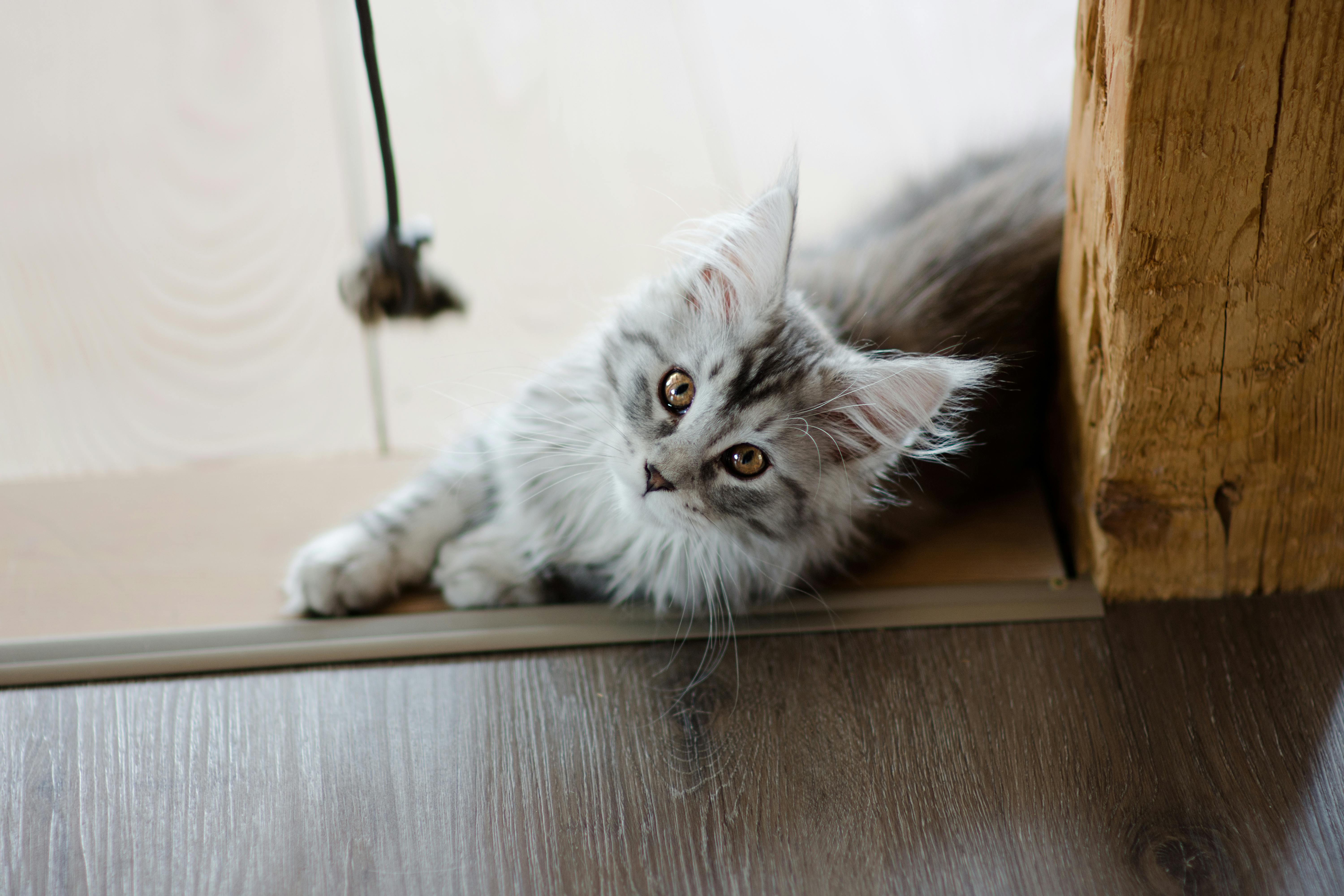 Maine Coon Cats for Sale Near Me – Meet Your Kitten in Person