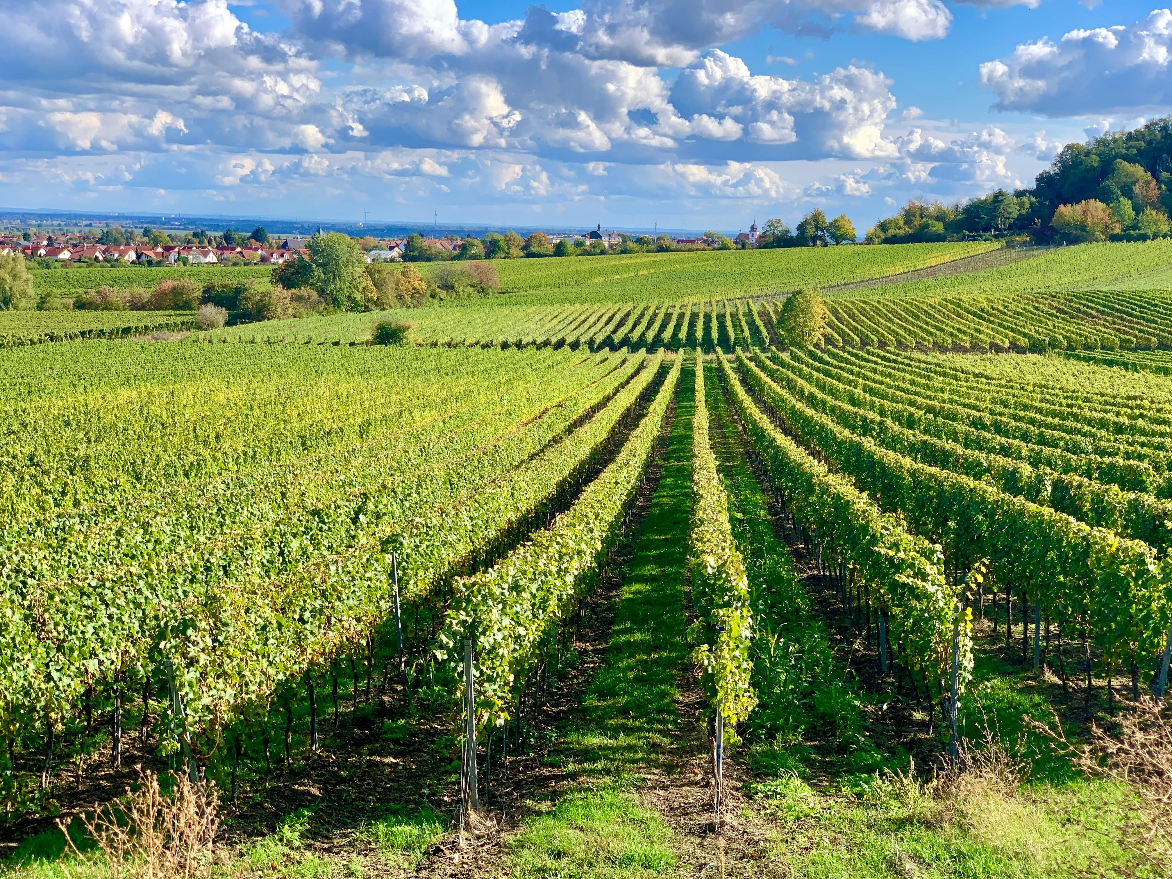 Touring the Historic Vineyards of Clarksburg CA