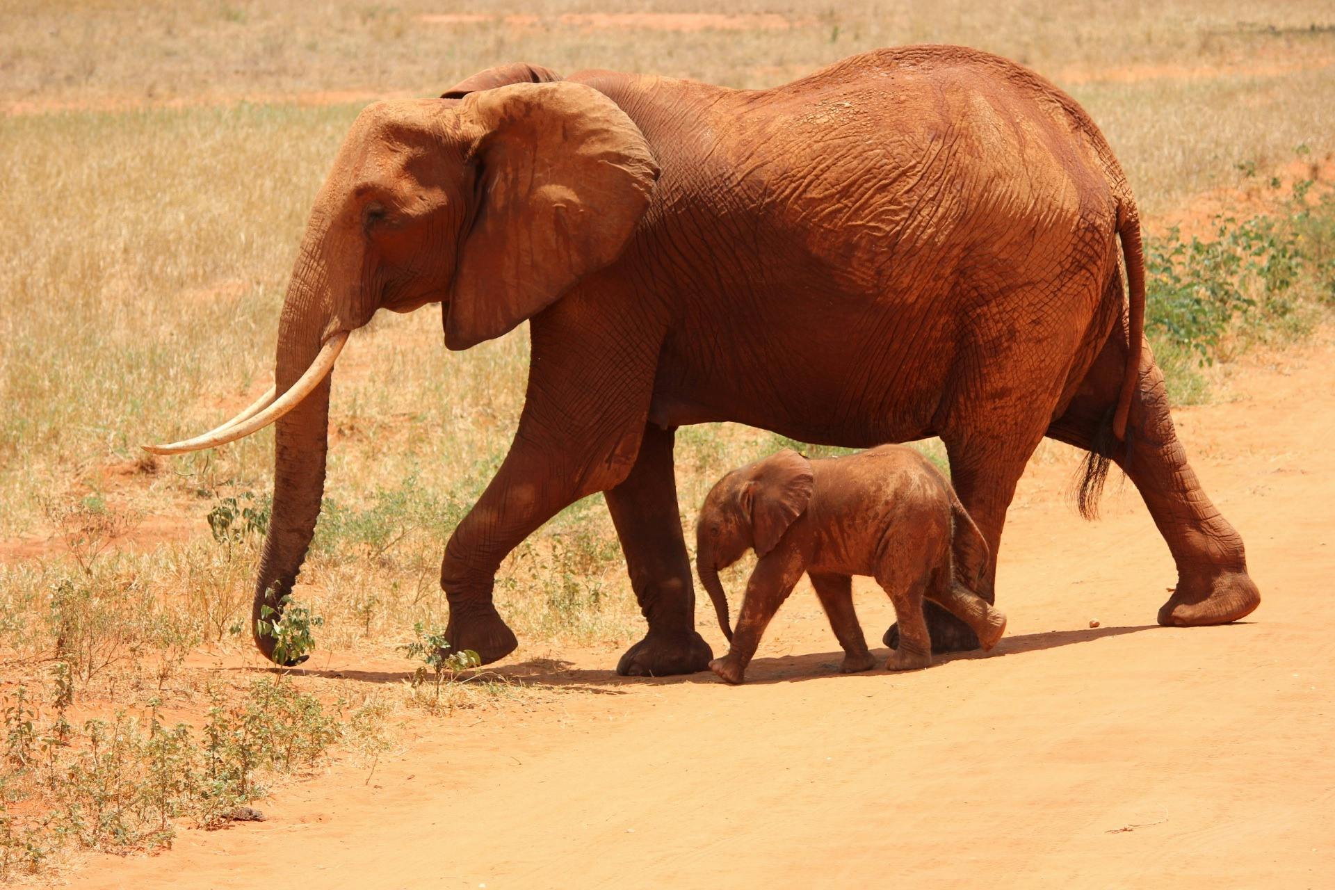 Family-Friendly Tanzania Safari Tours for All Ages