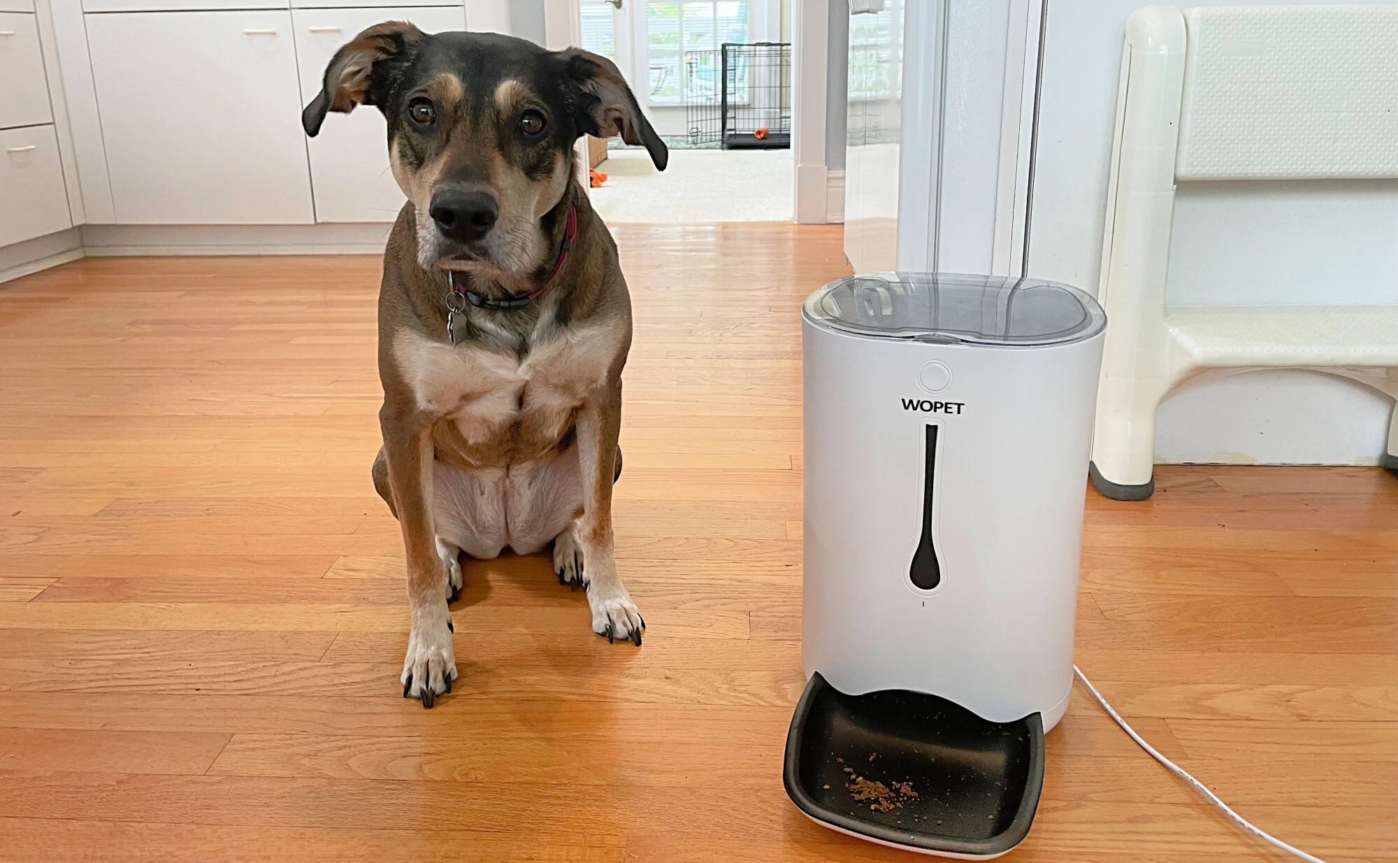 Enhancing Pet Care with WOPET: Your Go-To Solution for Automatic Feeding