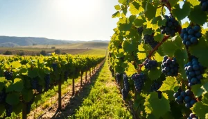 Carksburg CA vineyard with flourishing grapevines and rustic barrels under a bright sky